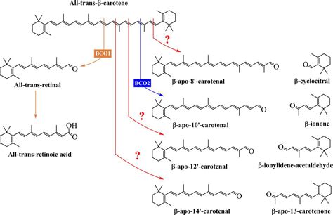 beta-apo-8'-carotenal|The formation, occurrence, and function of β.